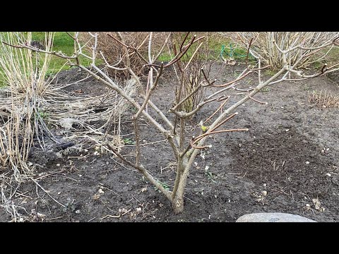 Видео: Обрезка гортензий Вимс Ред и Саммер Сноу. Обрезка роз Мэри Энн и Леонардо да Винчи 06.04.2023г.