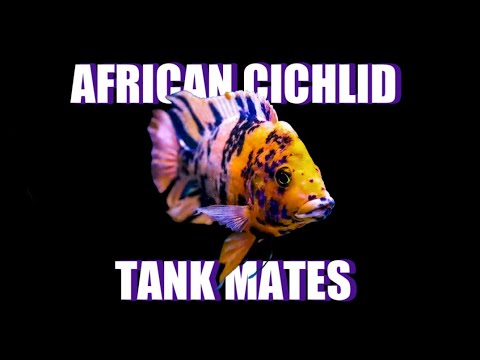 Видео: Лучшие соседи по аквариуму для африканских цихлид