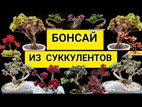 Видео: Бонсай из суккулентов