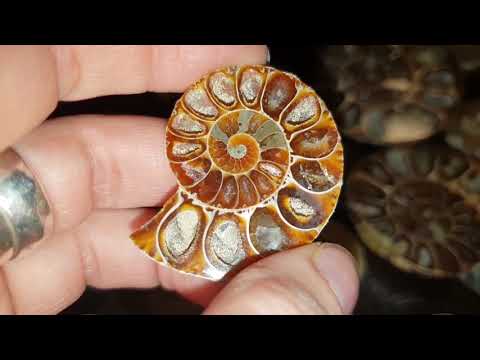 Видео: Кучка Аммонитов. Пошуршать сокровищами и спрятать их обратно