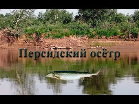 Видео: Русская Рыбалка 3.99 Персидский осетр