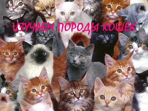 Видео: Породы кошек  Развивающее видео