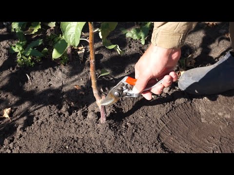 Видео: Каким должен быть саженец яблони?