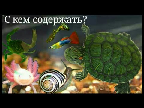 Видео: С кем содержать красноухих черепах? | Кого подселять? / ЧЕРИ TV
