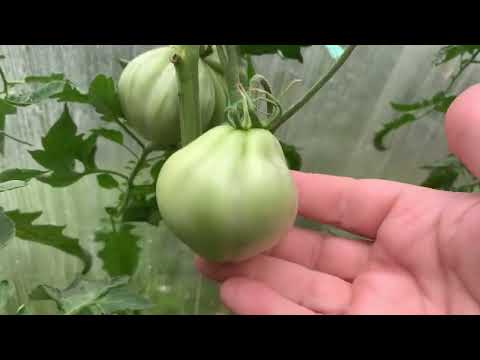 Видео: Середина лета.Погода шепчет.Влог.15 июля 2023 г.