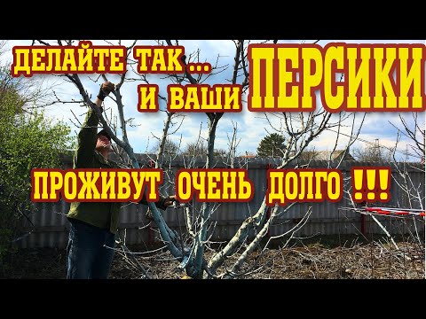 Видео: Как заставить ПЕРСИК долго жить!!!