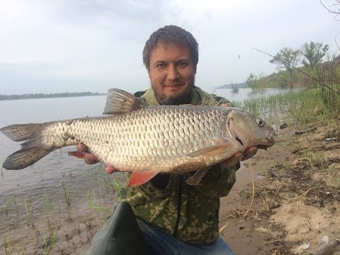 Видео: Весенняя Рыбалка с Берега на Реке Волге Ловля Голавля на Донку Фидер