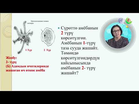 Видео: Биология 8 сабак