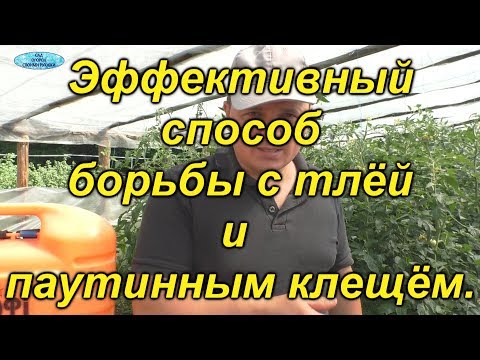 Видео: Тли у вас на огороде больше не будет!!!
