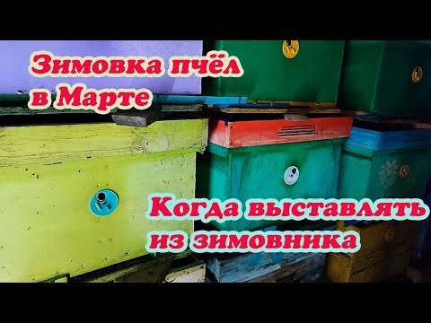 Видео: ЗИМОВКА ПЧЁЛ В МАРТЕ, КОГДА ЛУЧШЕ ВЫСТАВЛЯТЬ ПЧЁЛ, ОТВЕТЫ НА КОММЕНТАРИИ