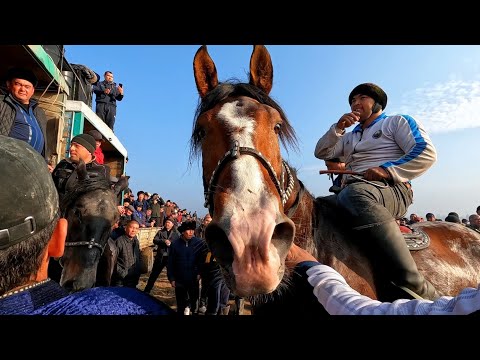 Видео: Тошкент вилояти Солдатский улоқ купкари! 20.12.2022 1-қисм