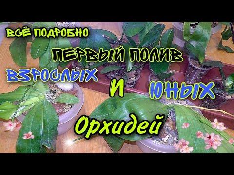 Видео: 💧Первый полив орхидей 1, 7и более взрослых после посадки.💦 Поливаем азиатский фаленопсис.