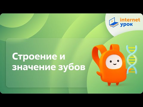 Видео: Строение и значение зубов. Видеоурок по биологии 8 класс