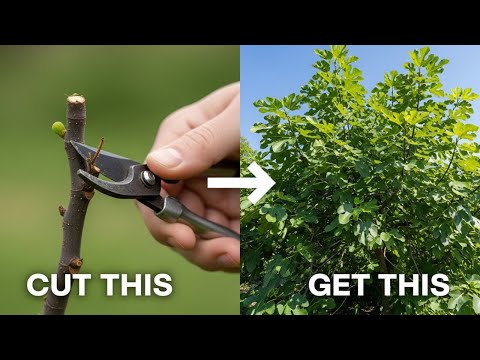 Видео: Как обрезать инжир для получения БОЛЬШОГО урожая.