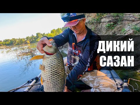 Видео: РЫБАЛКА на САЗАНА с ЛОДКИ. Речные САЗАНЫ. ДИКИЕ САЗАНЫ .
