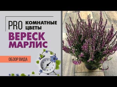Видео: Вереск Марлис - растение и для дома и для сада | Как правильно ухаживать за вереском