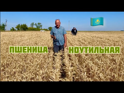 Видео: Ноутильная пшеница Александра Кобзева