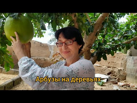 Видео: #43 Что растёт у африканских соседей