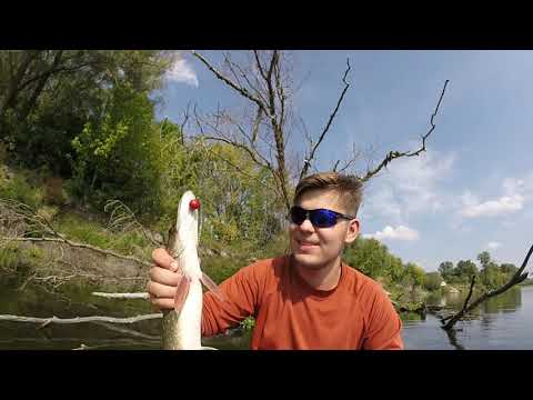 Видео: Как ловить щуку в корчах на Десне! Лучшие приманки и советы по их применению!