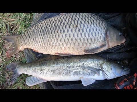 Видео: Ловля сазана и судака в октябре на реке ДНЕСТР !!!