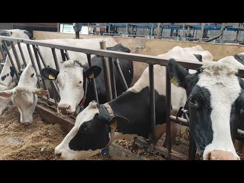 Видео: Беморихои  Чорво ташхис ва пешггири он Бемори Бруселлез.