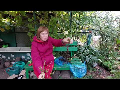 Видео: Нові саджанці троянд. Нова розпаковка. Гарні враження