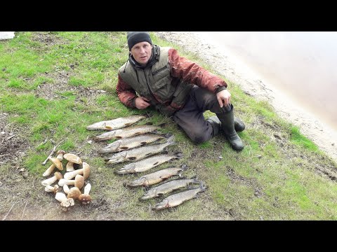 Видео: Бешеный клев Щуки на живца! Видели такое? Озеро Поныхарь!