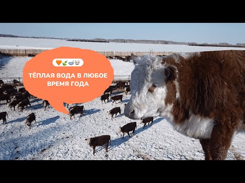 Видео: КАК ПОИТЬ СКОТ НА ФЕРМЕ? / Поилки с подогревом РС АГРО