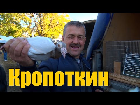 Видео: Птичий рынок. Кропоткин. Часть 2. [29.10.2023]