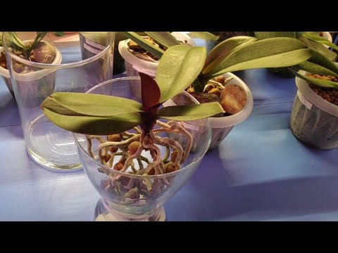 Видео: 29.01.22.Как полить ОРХИДЕЮ в открытой системе. Пересадка  Орхидеи Моушен.