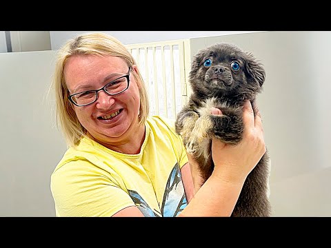 Видео: У нас новая собака! Чихуахуа "Тучка" приехала к нам, а чихуахуа "Чока" уехала от нас!