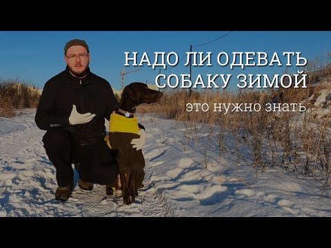 Видео: Надо ли одевать собаку зимой. Переохлаждение и болезни. Это должен знать начинающий владелец собаки