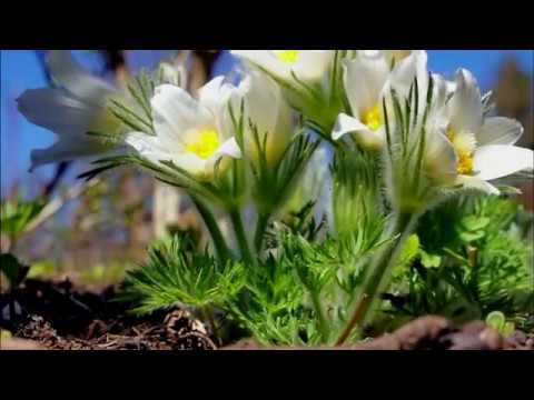 Видео: Ноктюрн музыка Арно Бабаджаняна слова Роберта Рождественского в исполнении Ольги Чихановой