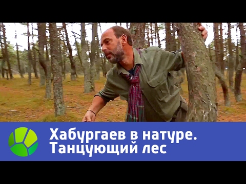 Видео: Танцующий лес. Хабургаев в натуре | Живая Планета