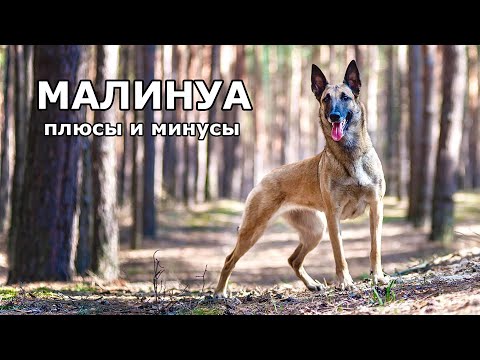 Видео: Бельгийская овчарка МАЛИНУА. Плюсы и минусы породы Belgian Shepherd Malinois