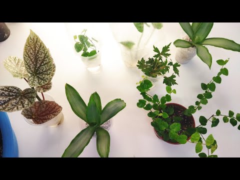 Видео: Повседневные заботы/ Комнатные цветы 🍀🌿🌺/ Бегонии/ Мурдания/ Фикус/ Сингониум