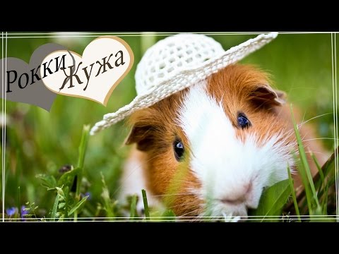 Видео: Морская свинка и прогулки. Поводок. Guinea pig walks.