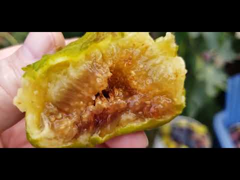 Видео: Инжиры в сентябре.