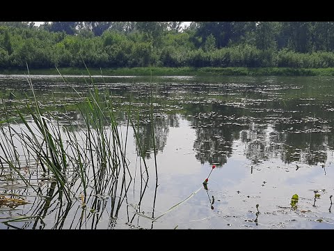 Видео: Кинул ПОПЛАВОК в затон и СРАЗУ КРУПНЯК ! Рыбалка на поплавочную удочку.