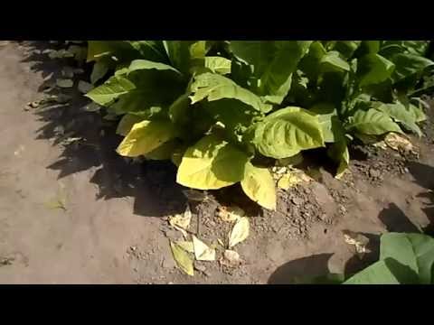 Видео: №50 Табак  Подготовка табака к первой ломке  Удаление нижних листьев