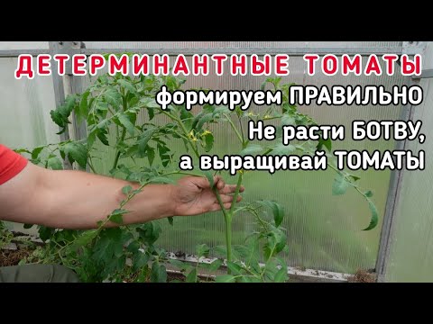 Видео: #Детерминантные #томаты - более детально про #формирование в теплице и открытом грунте.