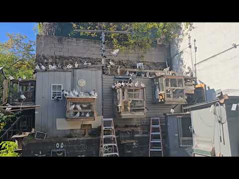 Видео: Летящие птицы через два дня после возвращения домой из отпуска.