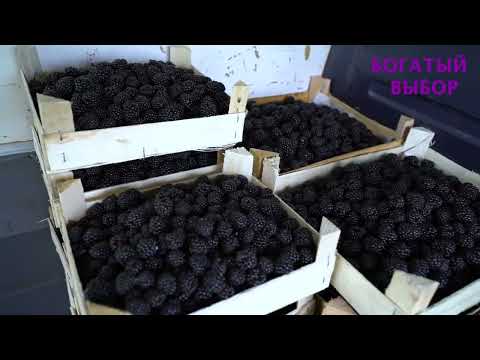 Видео: Рассада Ежевики сорт лох несс на продаже! Лучший сорт в Кыргызстане.