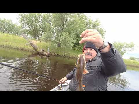 Видео: Спиннинг ,  рыбалка  с товарищем на протоках Оби , 25 июня 2023 года