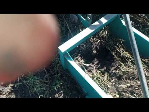 Видео: Картоплекопач КТН 1-60 + Mitsubishi MTX225