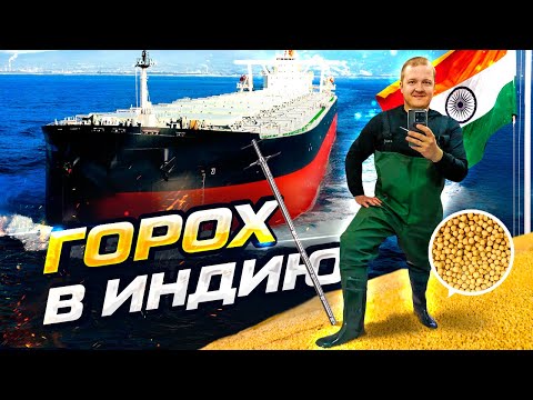 Видео: Экспорт гороха в Индию!