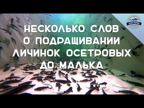 Видео: Несколько слов о подращивании личинок осетровых до малька