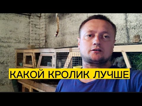 Видео: ПОРОДЫ КРОЛИКОВ В НАШЕМ ХОЗЯЙСТВЕ./ДЕРЕВЕНСКИЕ БУДНИ.