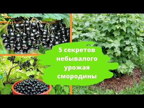 Видео: 5 секретов небывалого урожая смородины