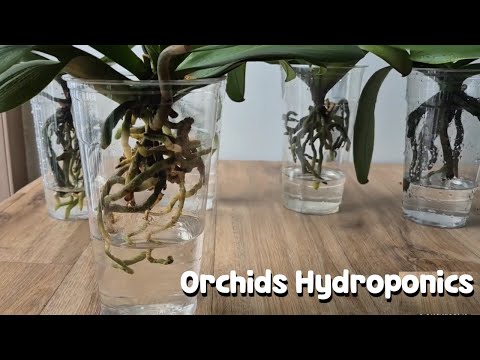 Видео: 1 стакан!!! Новые корни орхидеи растут бесконечно.